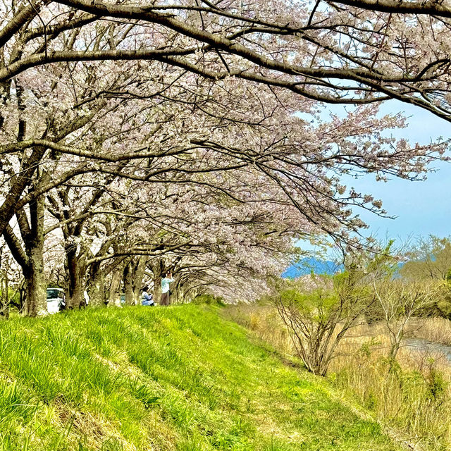 北神山の桜並木