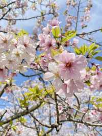 桜満開