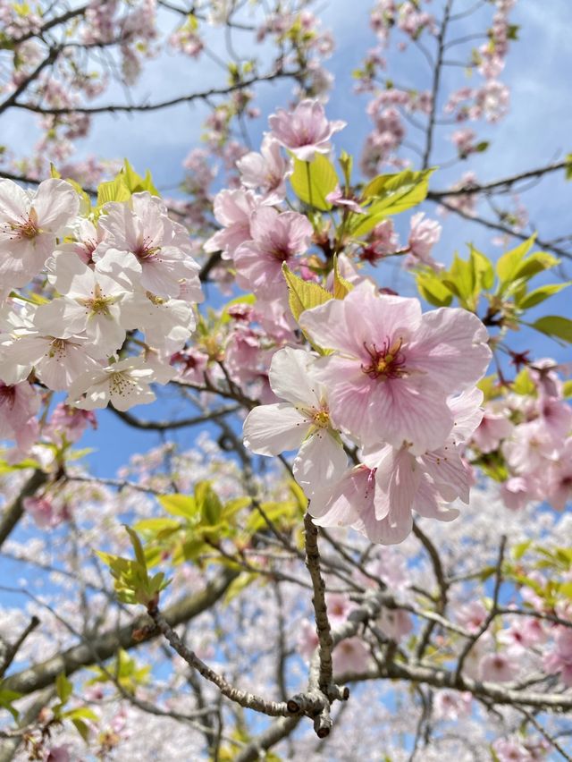桜満開