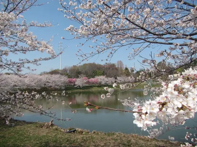 Cherry Blossoms at the Expo Commemoration Park