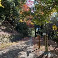 【世界遺産】春日山原始林　〜春日山遊歩道