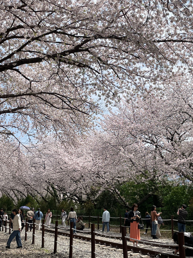기찻길과 벚꽃풍경 조합은 최고🌸 진해 ’경화역‘