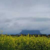 Beautiful Cherry Blossom of Sanbangsan Jeju