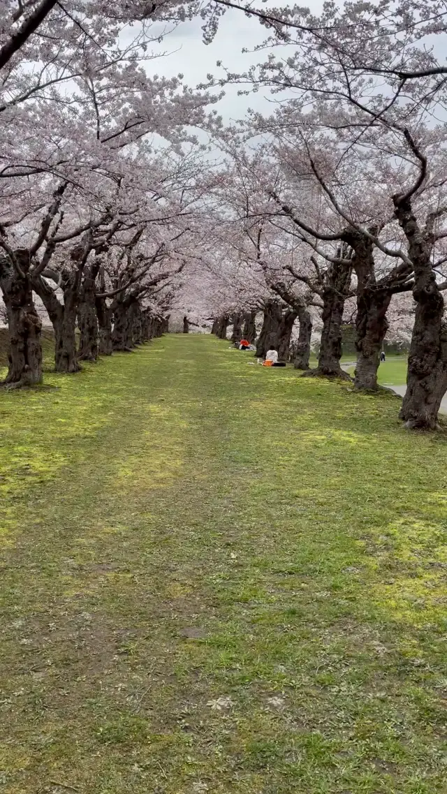 Can u smell the Sakura blossoms?