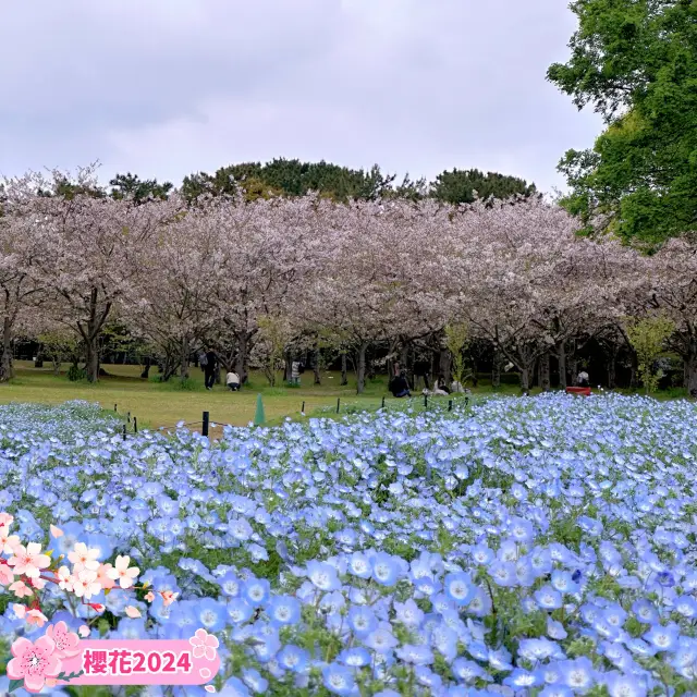 「海の中道海浜公園」春天賞花，適合一家大細玩足一日！