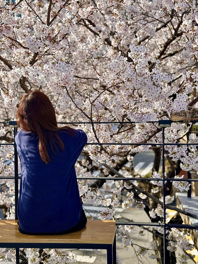 【釜山】春に行きたい！桜が目の前にある素敵カフェ