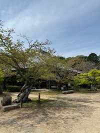 【山口観光】城下町長府の季節を感じられる歴史的寺院