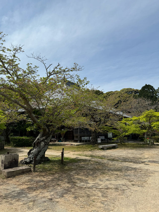 【山口観光】城下町長府の季節を感じられる歴史的寺院