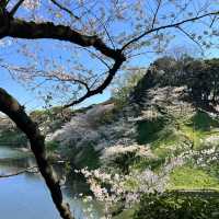 【日韓春天好去處】上田公園：絕景櫻花