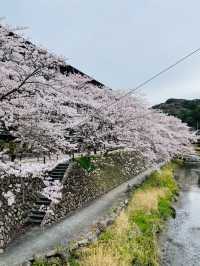 【山口県】音信川から桜を楽しむ