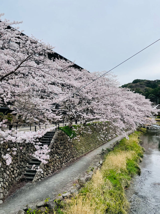 【山口県】音信川から桜を楽しむ