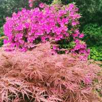 臺北花博公園：花海盡收眼底