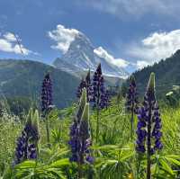 Switzerland Iconic Mountain - Matterhorn