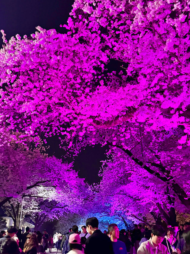 서울근교에서 밤벚꽃이 가장 예쁜 곳🩷