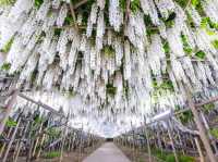 足利花卉公園大藤花祭