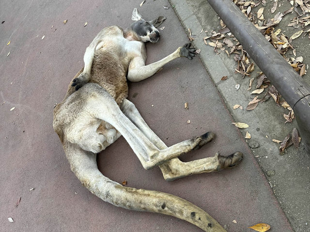 【福岡】🌴九州自然動物園：小動物摸摸樂，親子好去處！