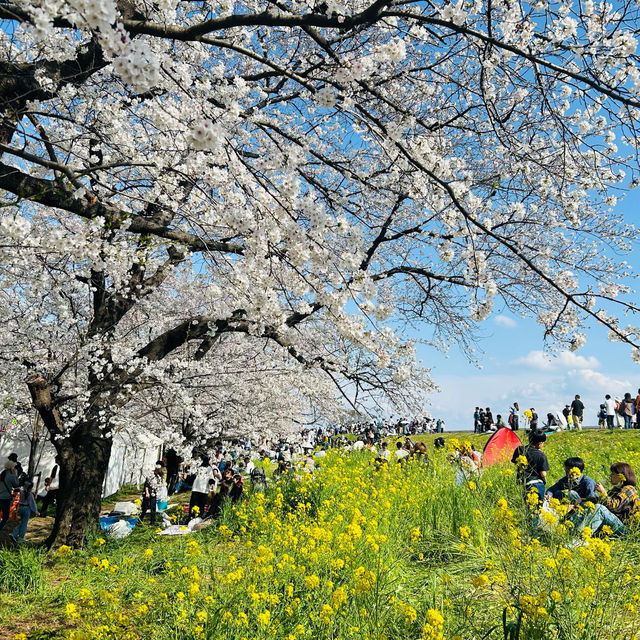 【桜】桜と菜の花スポット@熊谷