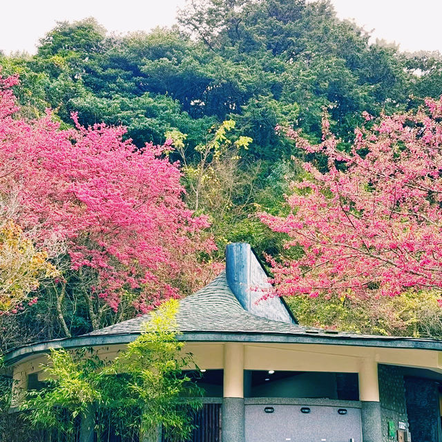 「臺北花博公園：絢爛多彩的花卉世界，與自然互動」