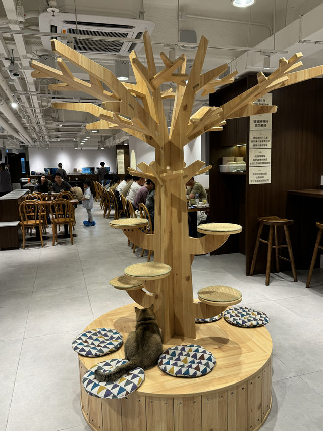 《減壓喵喵Cafe》