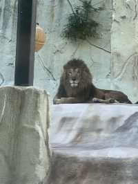 【福岡観光スポット】開園70周年を迎えた福岡市の動物園