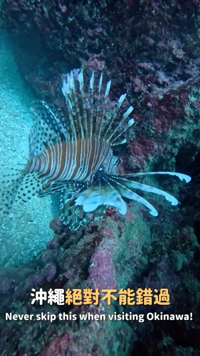 沖繩青之洞窟體驗潛水活動🤿 
