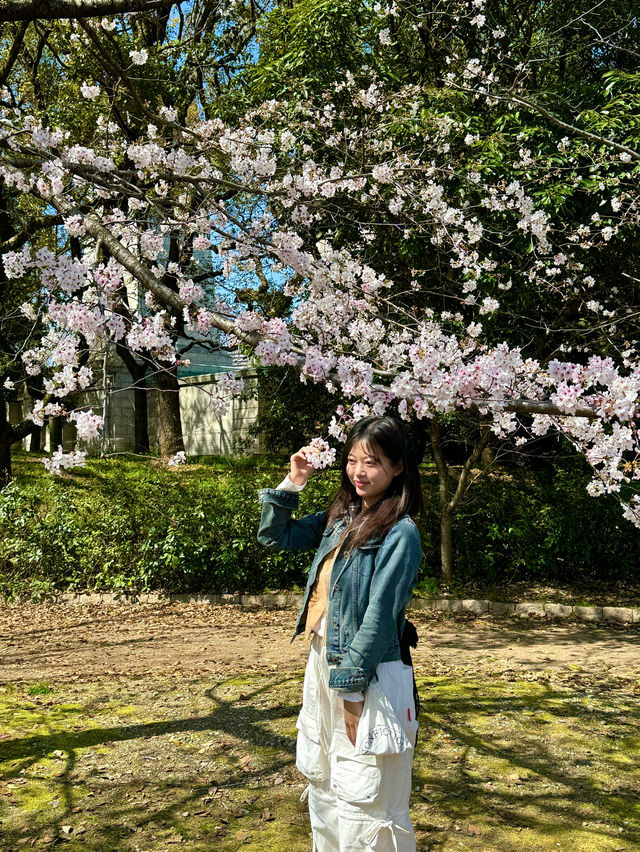 벚꽃 보러 떠났던 오사카 여행 ‘오사카성’