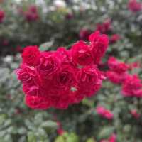 Rose season in Seoul
