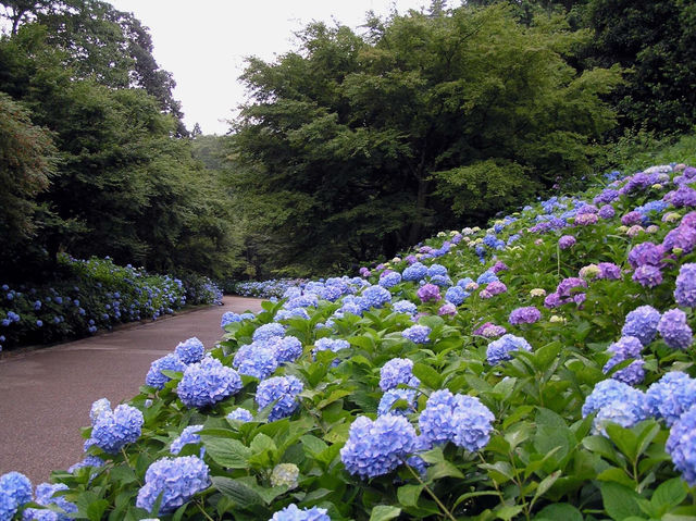 神戶市立森林植物園