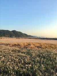 【全羅南道】順天灣濕地庭園：感受大自然的詩意，隨處可見的湖光山色