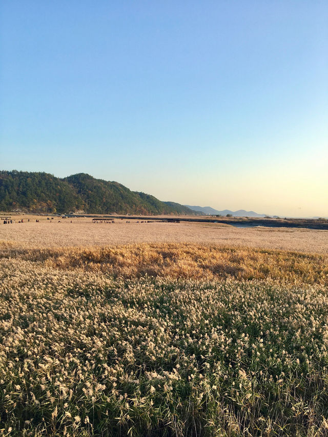 【全羅南道】順天灣濕地庭園：感受大自然的詩意，隨處可見的湖光山色