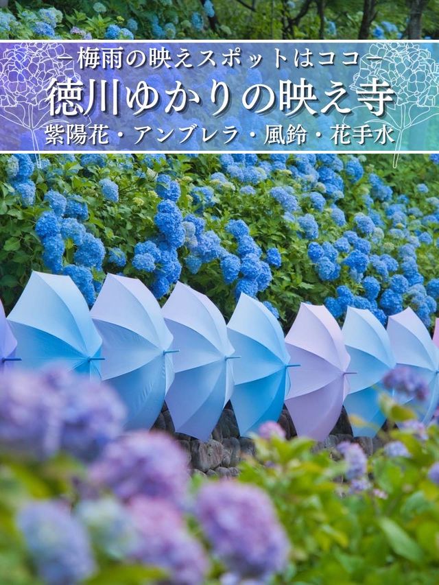 【静岡】映えに力入れすぎでしょ‼️全国屈指の映え寺院を紹介🔍※着物レンタル情報付