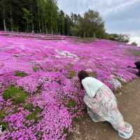 Hokkaido 🌸Higashimokoto Shibazakura
