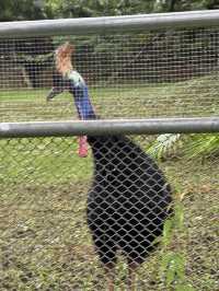 深圳野生動物園：保護與觀賞，充滿教育價值