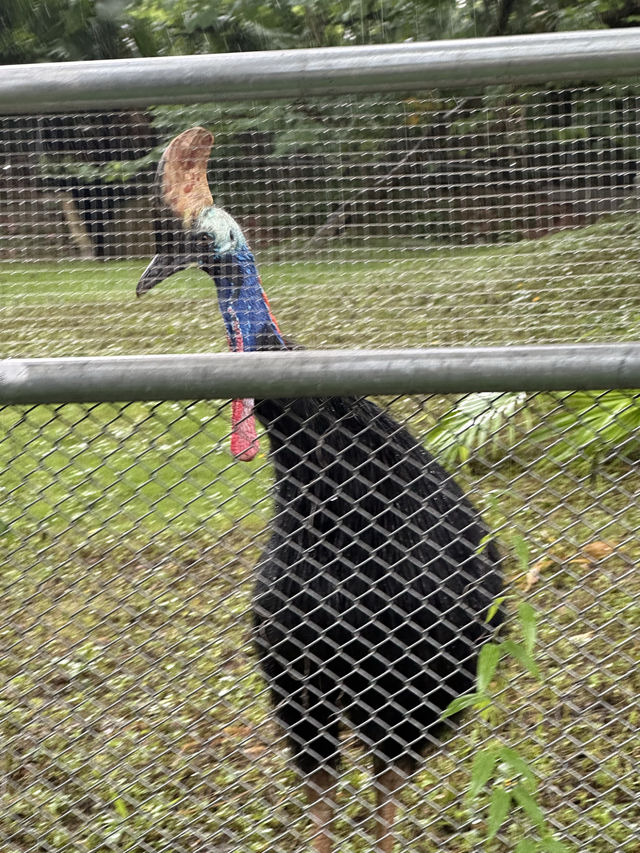深圳野生動物園：保護與觀賞，充滿教育價值