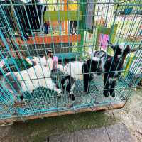 桃園富田農場｜小動物多小孩子玩得很開心