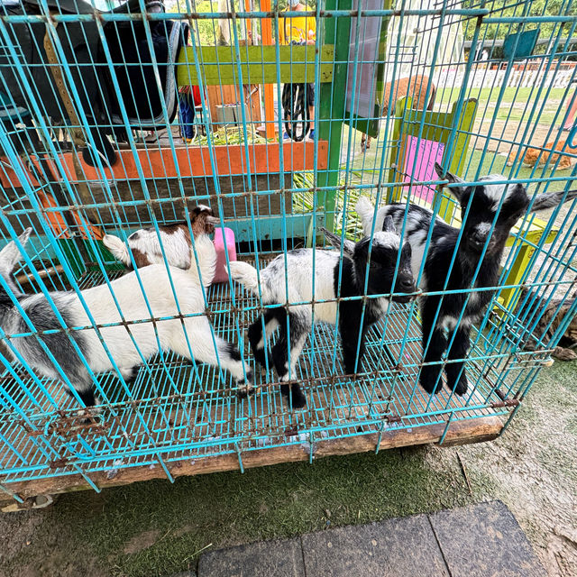 桃園富田農場｜小動物多小孩子玩得很開心
