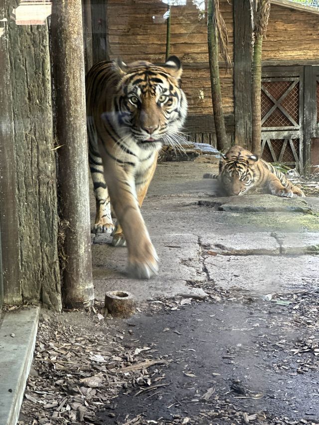 【美國旅行🧳】聖地亞哥動物園打卡！