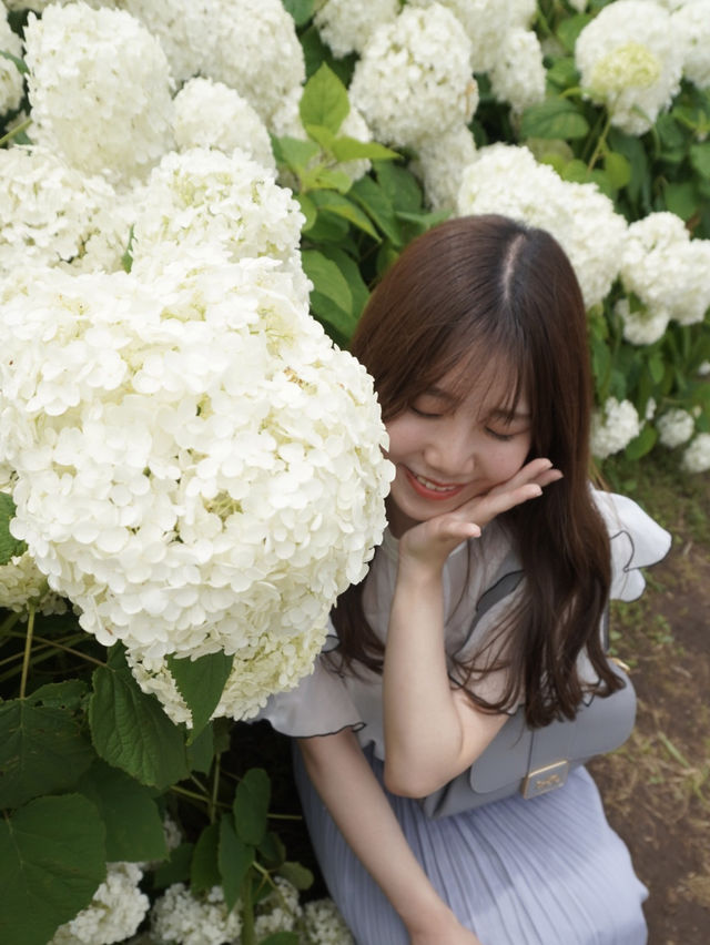 【東京絶景】スカイツリーと紫陽花
