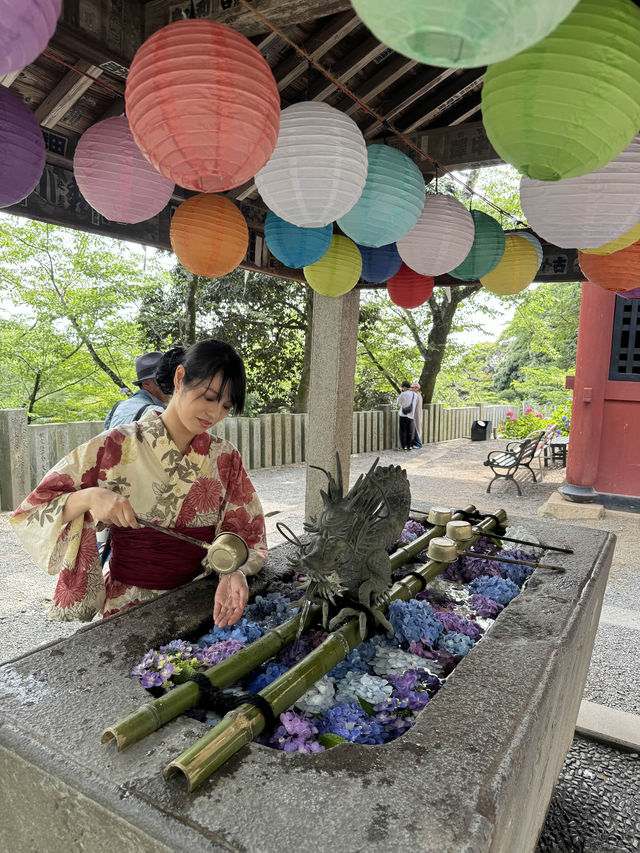 〜茨城県〜関東まだ間に合うあじさいスポット！ライトアップ情報も💡