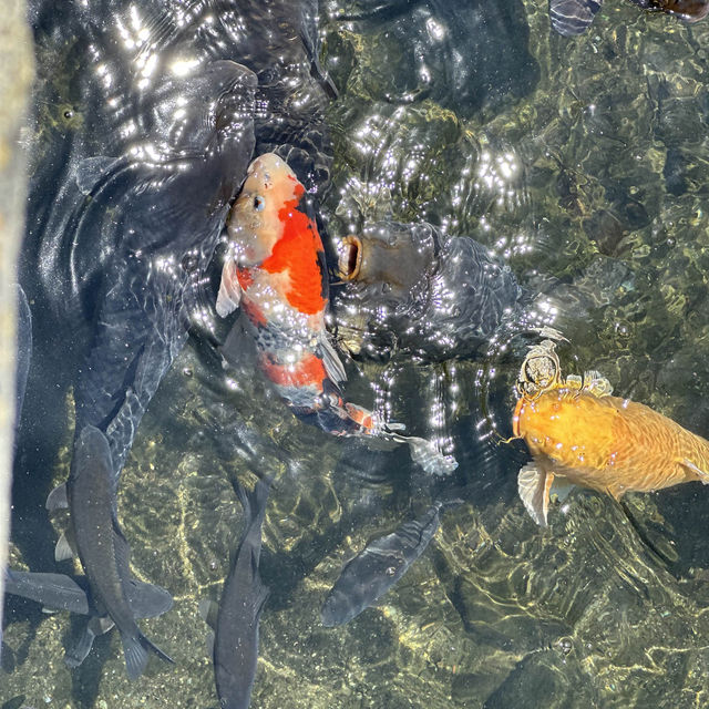 日本熊本自由行•悠遊水前寺成趣園