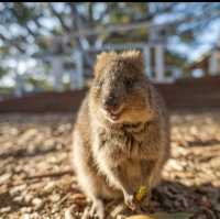 Perth: Where Nature and Urban Charm Unite