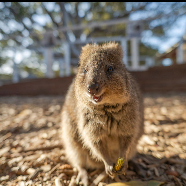 Perth: Where Nature and Urban Charm Unite