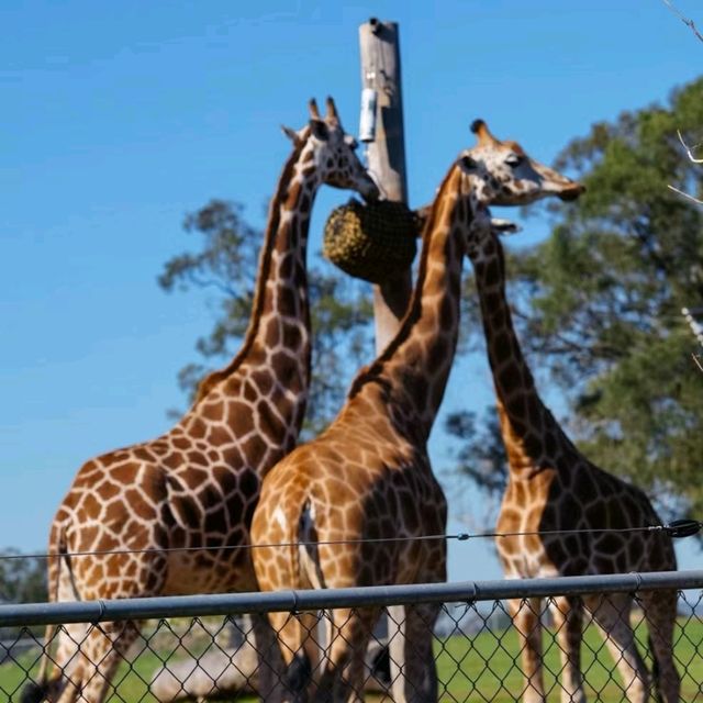 獵人谷野生動物園