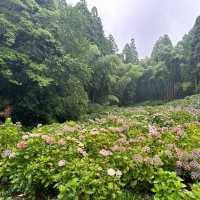 九州久留米千光寺的七千繡球花💐🌺🌸🌻🪻 
