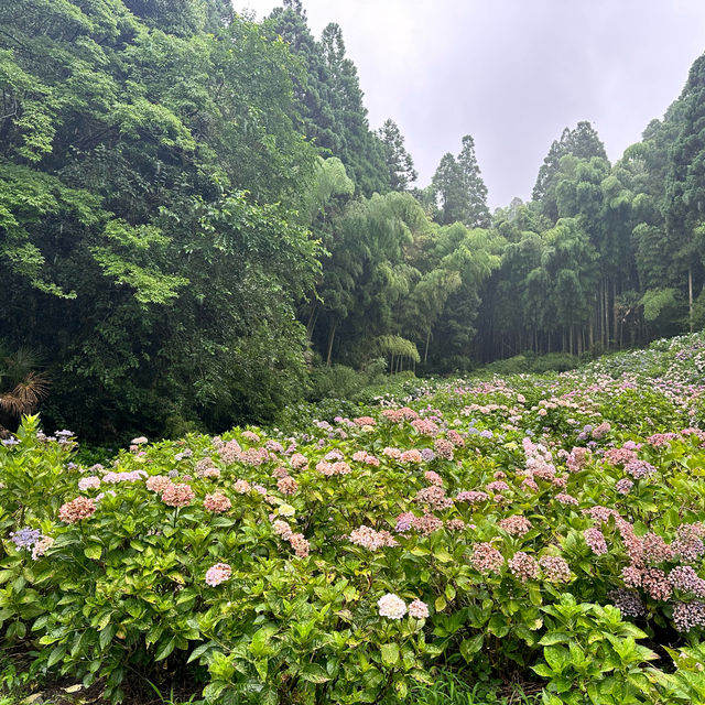 九州久留米千光寺的七千繡球花💐🌺🌸🌻🪻 
