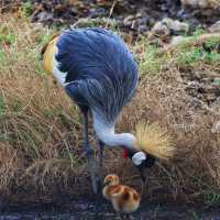 「九州自然動物園」：近距離觀賞動物自在生存，非洲草原體驗