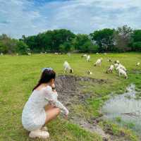 ชวนไปเลี้ยงแพะ ที่นิวซีแลนด์เมืองไทย