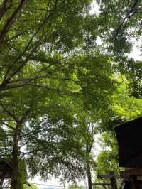 บ้านข้างวัด | เชียงใหม่ 🏡🎨🌿🥤