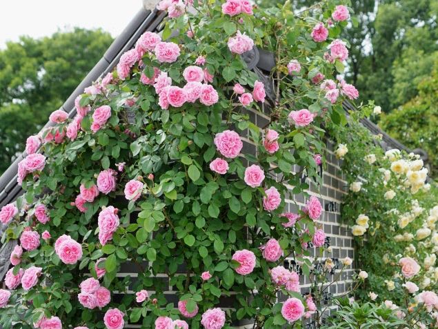 🌺 장미가 보고싶을때는 전주수목원 장미원
