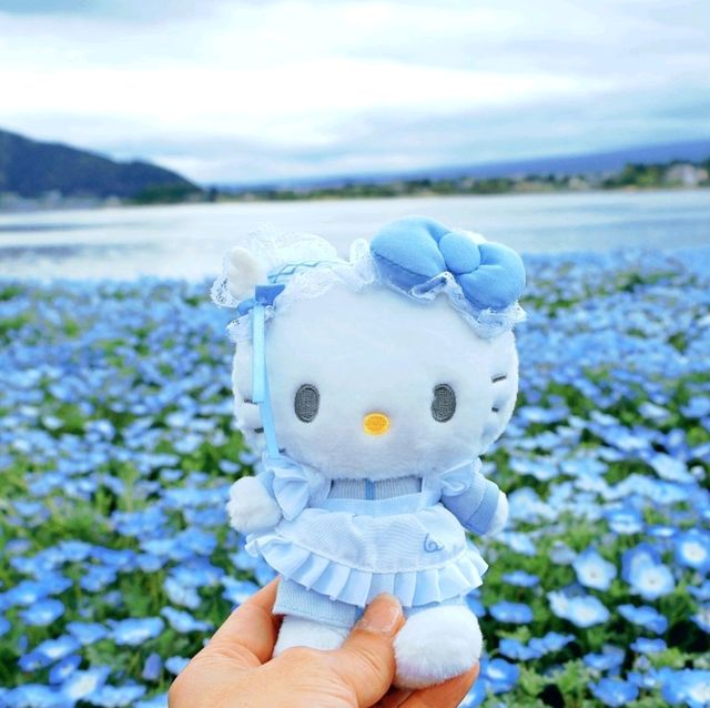 💙Hello Kitty 帶你遊日本粉碟花💙